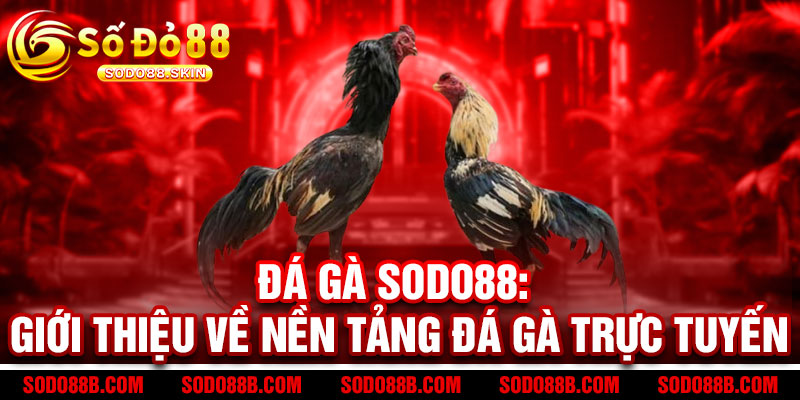 Đá Gà Sodo88 - Cược đỉnh cao, thắng cực đã! Gà chiến uy lực, tỷ lệ thưởng bùng nổ 2 Đá Gà Sodo88: Giới thiệu về nền tảng đá gà trực tuyến