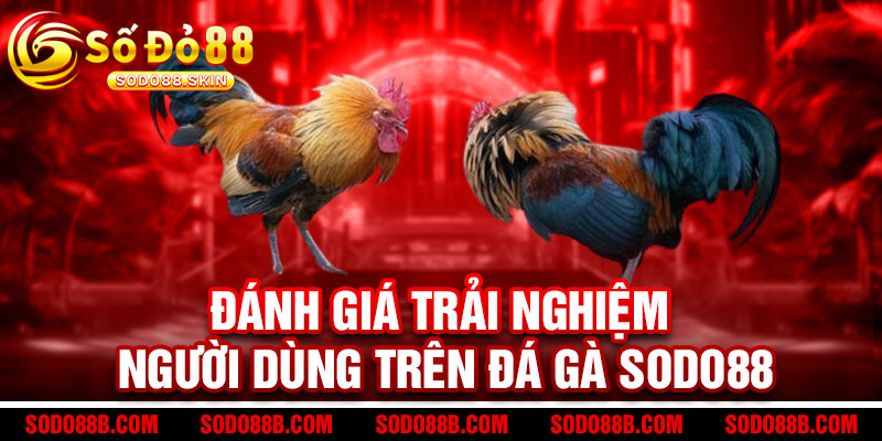 Đá Gà Sodo88 - Cược đỉnh cao, thắng cực đã! Gà chiến uy lực, tỷ lệ thưởng bùng nổ 3 Đánh giá trải nghiệm người dùng trên Đá Gà Sodo88